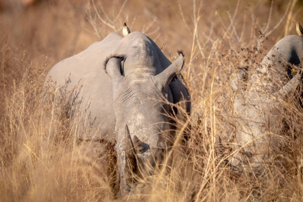 istock Big White rhino grazing in the high grass. 1190167188