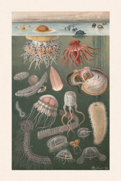 морская фауна, хромолитограф, опубликованная в 1899 году - box jellyfish stock illustrations