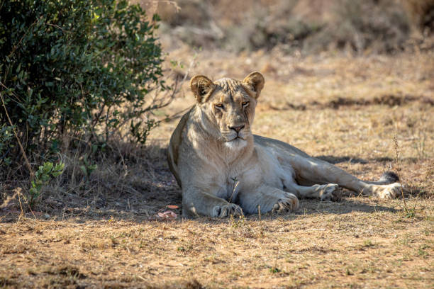 istock Lioness laying in the grass under a bush. 1190169124