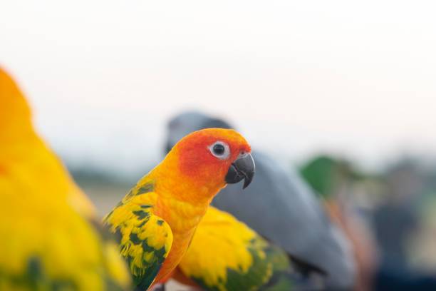 istock Closeup sunconure bird ,Small macaw 1190169139