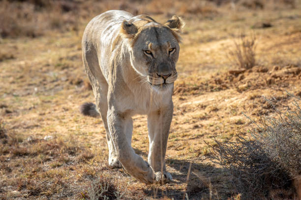 istock Lioness walking towards the camera. 1190169141
