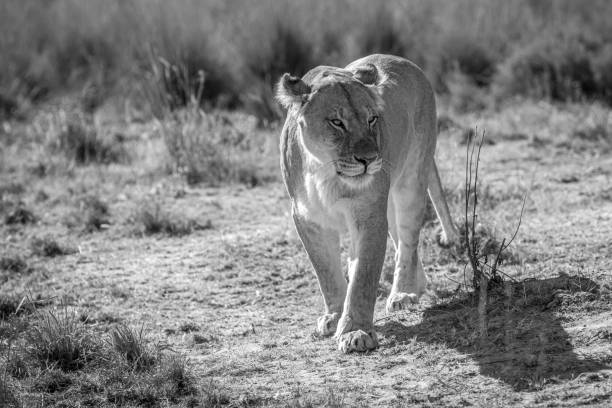 istock Lioness walking towards the camera. 1190169148