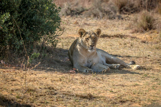 istock Lioness laying under a bush in the shade. 1190169211