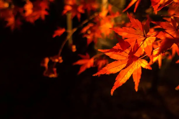 Red maple leaves during lightup at night.