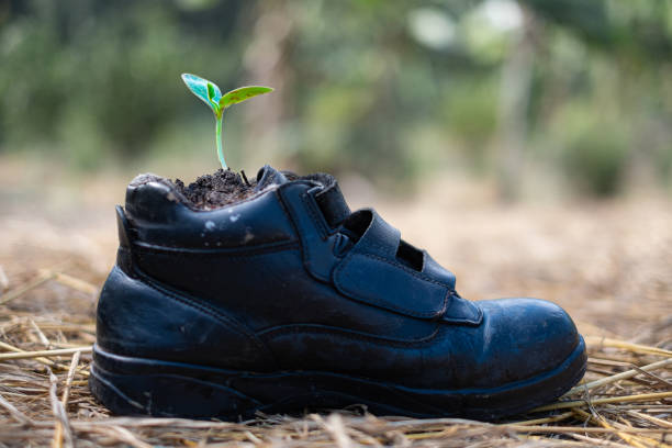 istock Pumpkin seed Germination in boot shoes at blurred background 1190170057