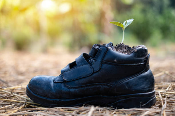 istock Pumpkin seed Germination in boot shoes at blurred background 1190170059