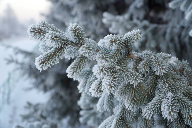 istock Fir tree branch covered with snow. winter, frosty day 1190173924