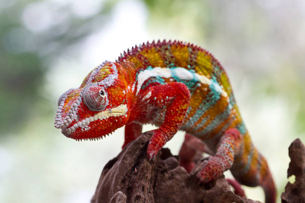istock Panther Chameleon on old wood 1190174329