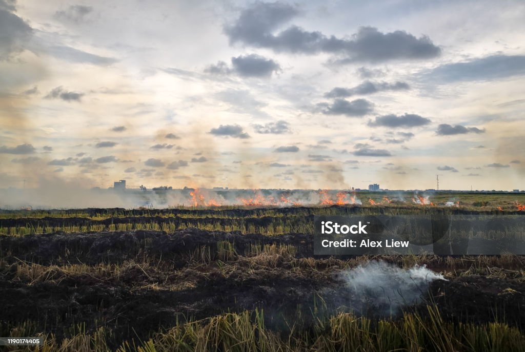 Agriculture: Paddy Field in Sekinchan, Selangor Malaysia A drone point of view on burning harvested paddy field in Sekinchan, Selangor Malaysia. Burning Stock Photo