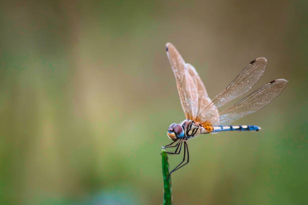 istock Dragonfly hold on dry branches in the nature 1190174422