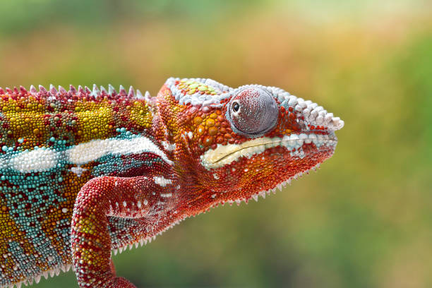 istock Panther Chameleon on old wood 1190174444