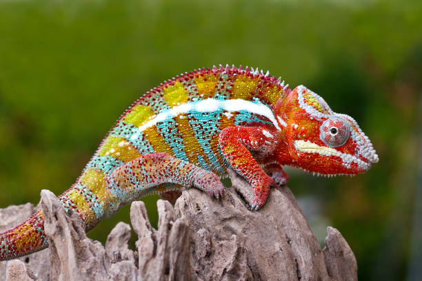 istock Panther Chameleon on old wood 1190175228