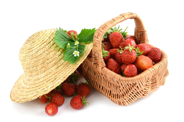 Basket full of ripe strawberries