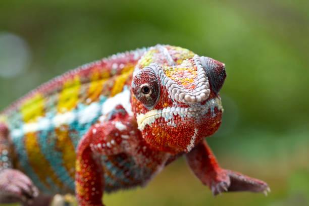 istock Panther Chameleon on old wood 1190175438