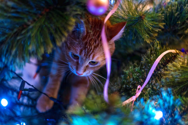 istock Cat on Christmas tree. Naughty cute kitten. 1190175809