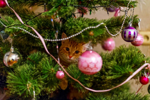 Cat on Christmas tree. Naughty cute kitten. New Year