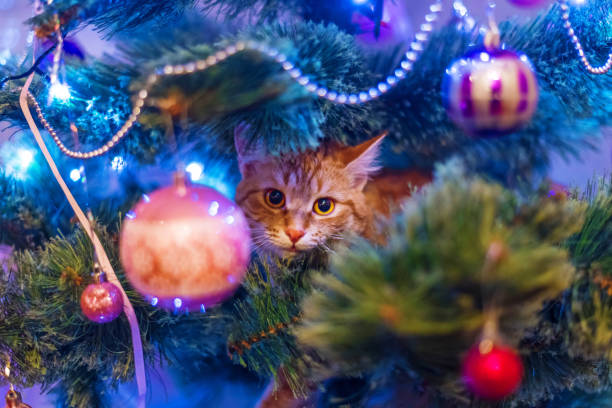 istock Cat on Christmas tree. Naughty cute kitten. 1190175818
