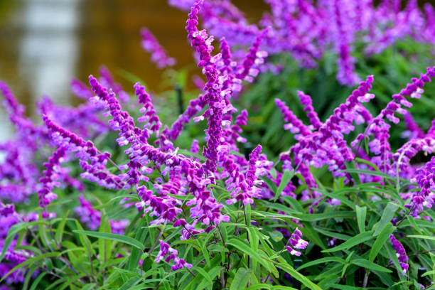 istock Flowering Plant: Salvia leucantha / Mexican Bush Sage 1190177889