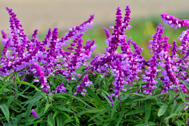 Flowering Plant: Salvia leucantha / Mexican Bush Sage