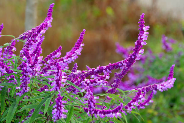 istock Flowering Plant: Salvia leucantha / Mexican Bush Sage 1190177939