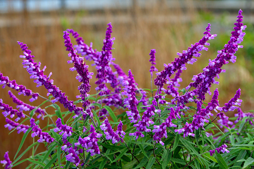 Salvia leucantha, commonly called Mexican bush sage, is an evergreen perennial that is native to Central America and Mexico. It is grown as an annual in average. This sage is noted for producing a very attractive late summer to autumn bloom of showy bi-color flowers consisting of white corollas and longer-lasting purple calyxes. Flowers appear in dense, arching, terminal spikes.