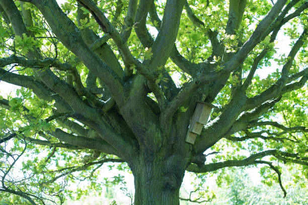 istock Part of a beautiful green oak tree with bird nesting box 1190178181