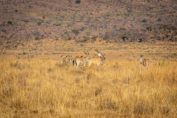 Herd of Elands in the high grass. Herd of Elands in the high grass in the Welgevonden game reserve, South Africa. cape eland photos stock pictures, royalty-free photos & images