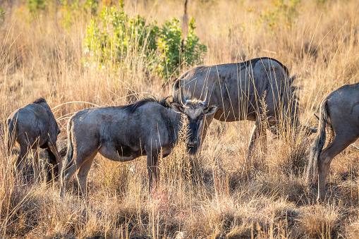 Blue wildebeest standing in the grass in the Welgevonden game reserve, South Africa.