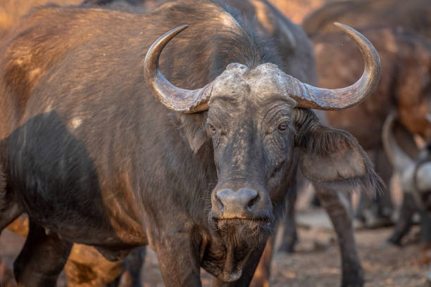 istock African buffalo starring at the camera. 1190178735