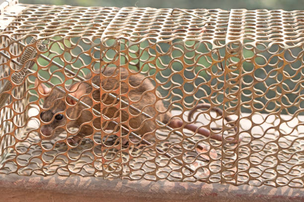 istock Rat get trapped in a iron cage 1190179729