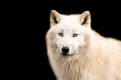 White Wolf With A Black Background Stock Photo - Download Image Now - Eye,  Wolf, Animal - iStock