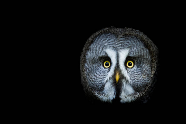 istock Great gray owl with a black background 1190180131