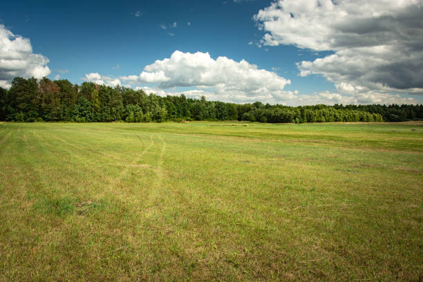 istock Green big meadow, forest and clouds on the blue sky 1190180164