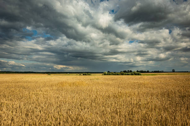 istock Large wheat field and gray-white clouds in the sky 1190180217