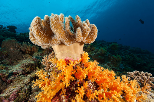 Leather coral Sarcophyton sp. surrounded by Dendronephthya sp. soft coral. Leather corals are a photosynthetic coral and will get most of their energy requirements from photosynthesis. All leather corals are poor at feeding directly but leather corals instead prefer to extract nutrients from the water column. East Side Peleliu Island near South Point, Palau, Micronesia, 6°58'38.099