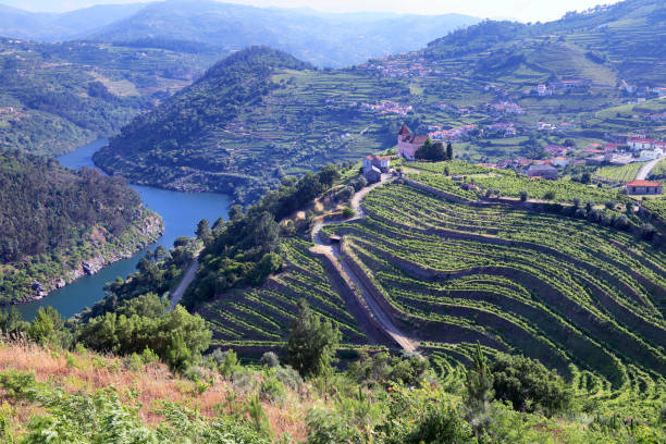 istock Vineyards in Douro Valley 1190181106