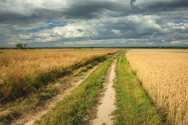 istock Dirt road overgrown with grass, fields with grain and dark clouds on the sky 1190181123