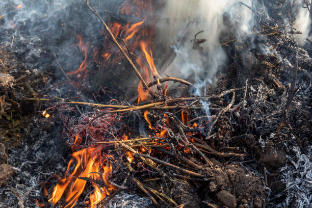 istock Great fire burning dry grass in meadow leaving behind mountains of ash. 1190181217