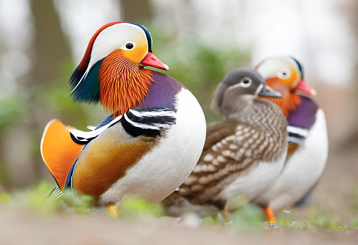 Mandarin Duck