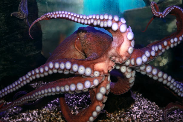 istock Octopus (Octopoda) moving over glass of aquarium 1190182545