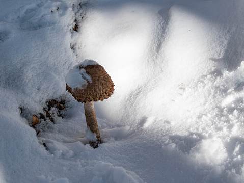Snow-covered mushroom in snowy landscape.