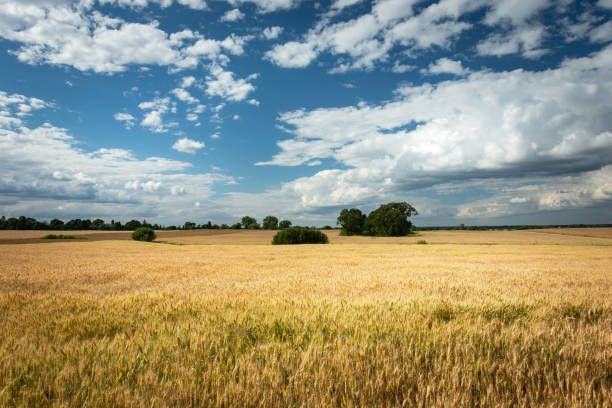 istock Golden grain field, horizon and white clouds in the sky 1190185058