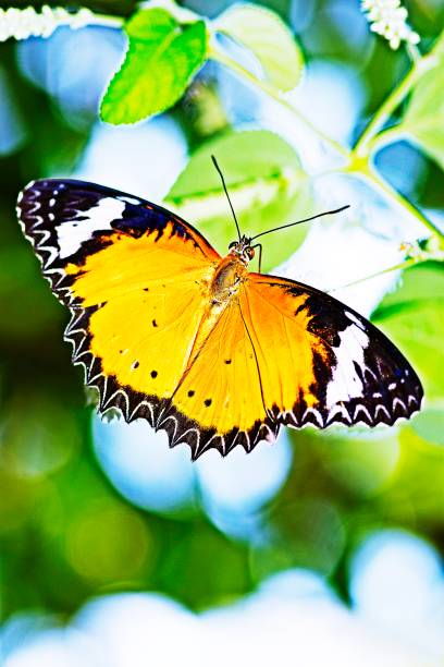 istock Butterfly drinking juice from flower. 1190185630