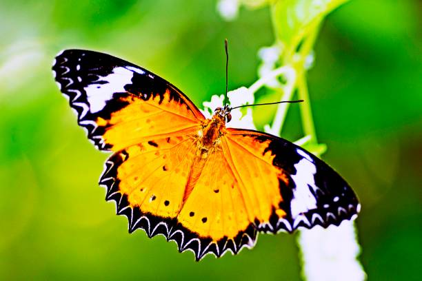istock Butterfly spreading wings on flower. 1190187997