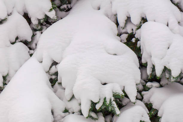 istock Snow-covered branches of spruce Close-up isolate 1190188078