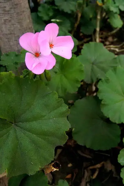 wild pink flower with green leaves in a planter in spring