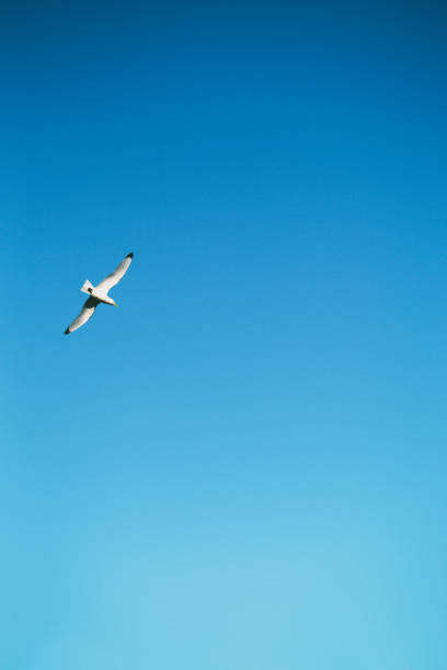 istock seagull on a background of blue sky 1190188361