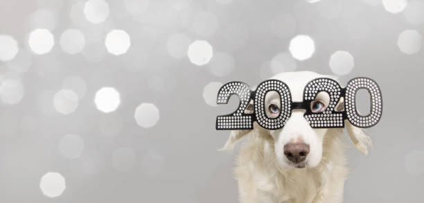 istock dog new year 2020 isolated on gray colored background 1190188939