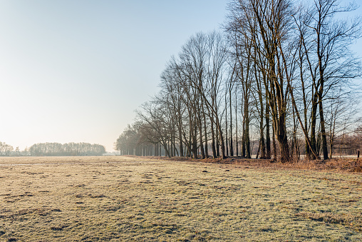 Long row of tall trees on the edge of frozen grassland. The photo was taken in a nature reserve near the Dutch city of Breda early on a foggy morning in the winter season.