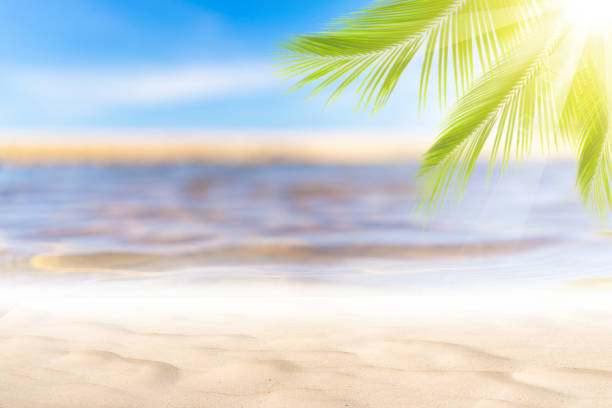 istock Blur beautiful nature green palm leaf on tropical beach with bokeh sun light wave abstract background. 1190190224